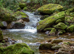 Leia mais sobre o artigo Cuidando da natureza